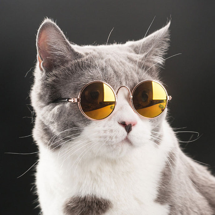 Cat Sunglasses